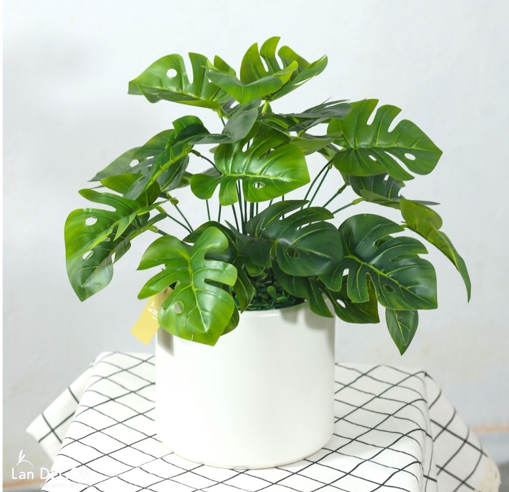 quà tặng eco doanh nghiệp - cây xanh - ecofriendlygift.vn